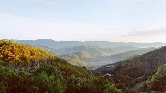 Les-champs-d'Aubignas-chataigeraie-bio-en-Ardèche