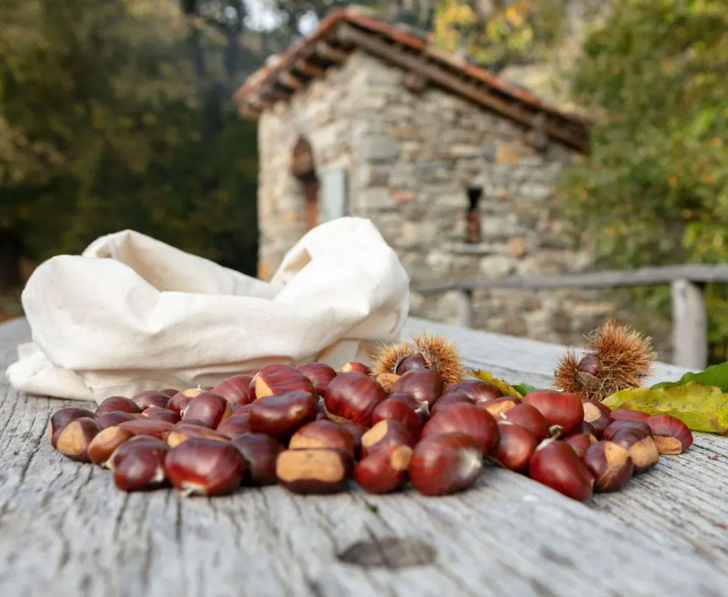 chataigne-et-marrons