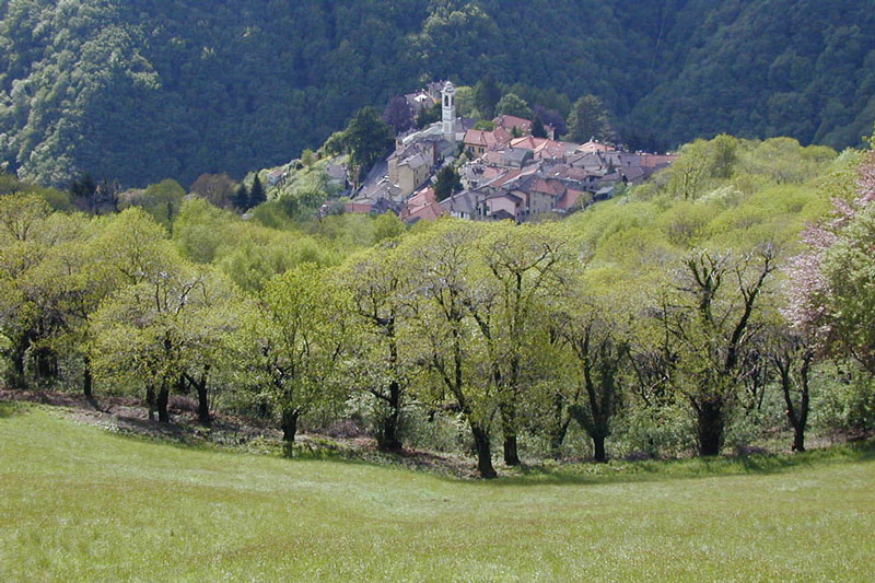 culture-chataigne