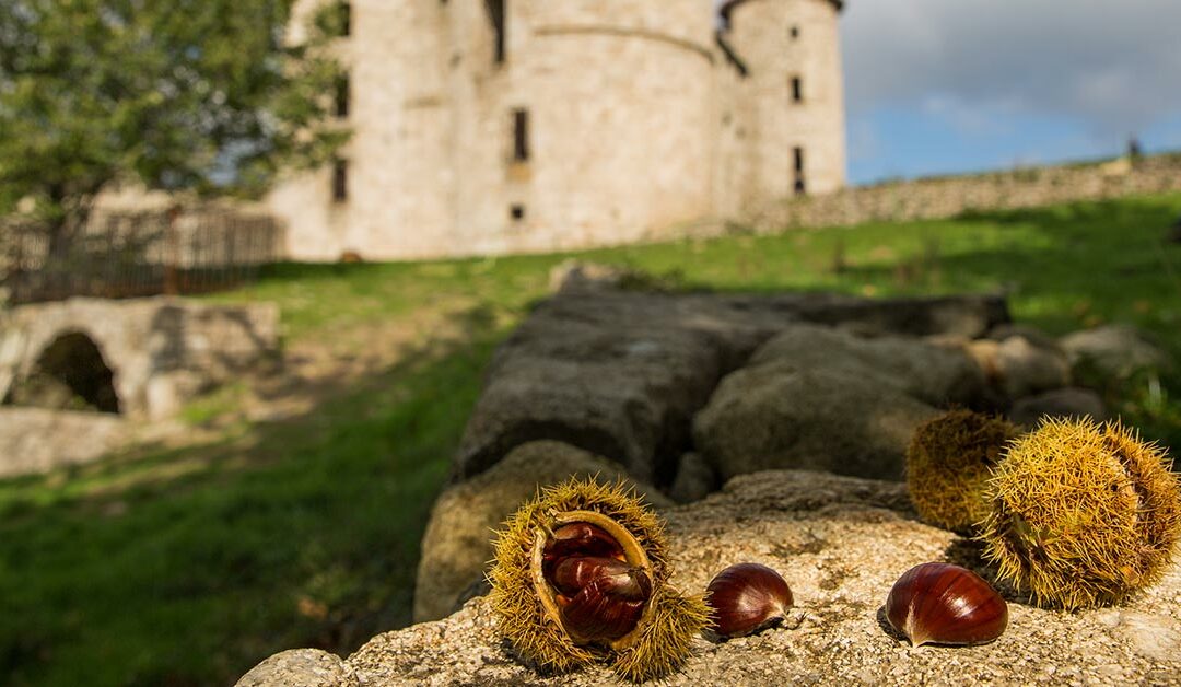 L’histoire fascinante de la châtaigne en Ardèche : un trésor culinaire et culturel