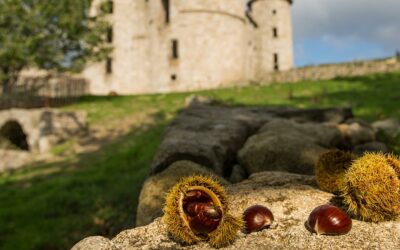 L’histoire fascinante de la châtaigne en Ardèche : un trésor culinaire et culturel