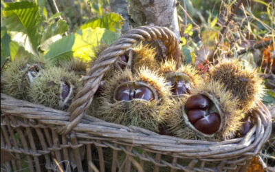 La production de châtaignes dans une châtaigneraie d’Ardèche