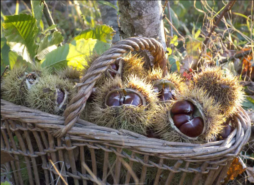 La production de châtaignes dans une châtaigneraie d’Ardèche